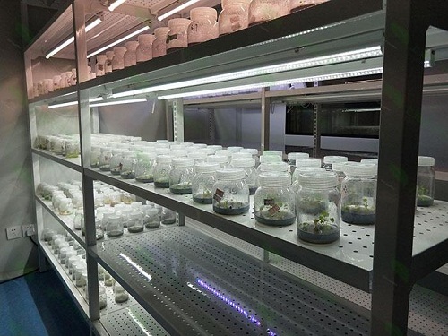 湘潭植物组织培养实验室设计建设方案
